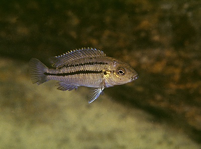 Melanochromis heterochromis 'Mbenji Island'